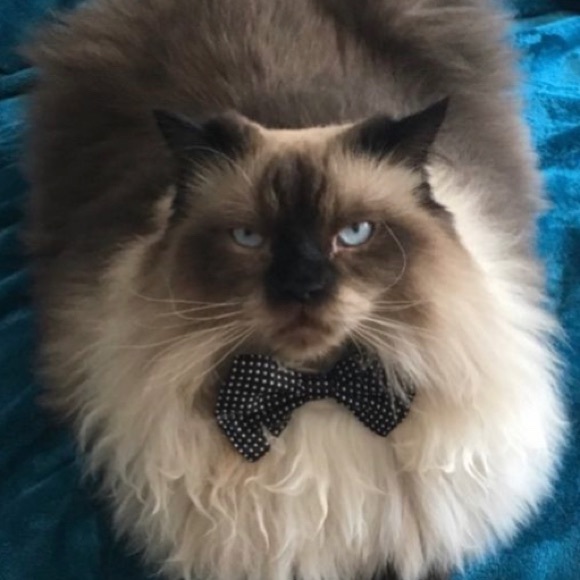 Meet your Posher, Cynthia - Picture 1 of 1